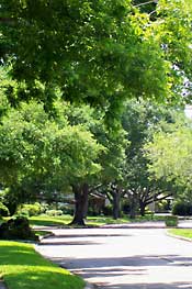 photo of trees